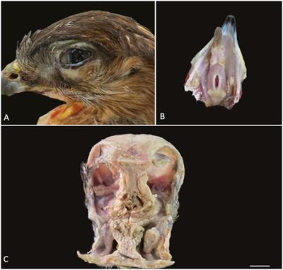 Infection due to Buteo buteo herpesvirus in a common buzzard (Buteo buteo insularum)